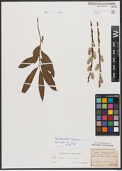 Salix burjatica Nasarow